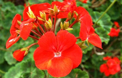 Geranium grădină perene (magnific, Himalaya) plantare și îngrijire în grădină, în țară