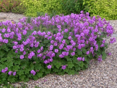 Geranium grădină perene (magnific, Himalaya) plantare și îngrijire în grădină, în țară