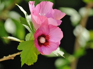 Hibiscus - floarea pasiunii arzătoare