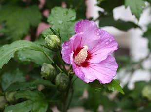 Hibiscus - floarea pasiunii arzătoare