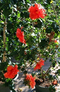 Hibiscus - floarea pasiunii arzătoare