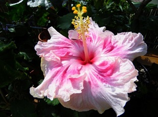 Hibiscus - floarea unei pasiuni arzătoare