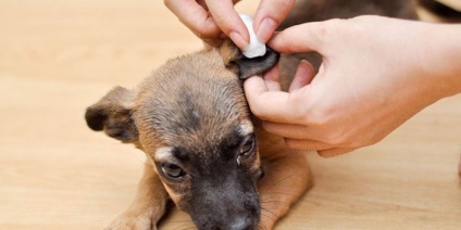 Igiena urechilor acelui terrier