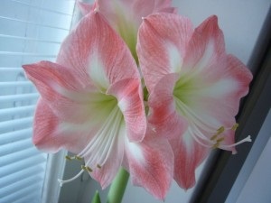 Hippeastrum îngrijire la domiciliu, transplant, reproducere, boală