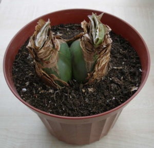 Hippeastrum îngrijire la domiciliu, transplant, reproducere, boală