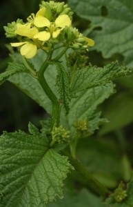 Mustard leaf - proprietăți medicinale și culinare