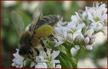 Honey proprietăți miere, aplicare, contraindicații