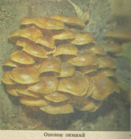 Ciuperci și ciuperci - grădini din Siberia