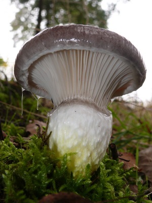 Mushroom mokruha смърч, лилаво и розово снимка и описание на различните видове mokruhu