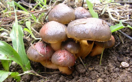Mokruha ciuperci fotografie, descrierea de molid, violet și alte specii de mokruh