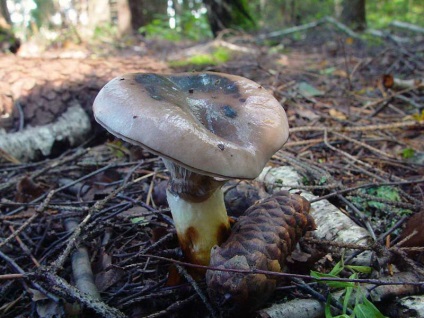 Mokruha ciuperci fotografie, descrierea de molid, violet și alte specii de mokruh