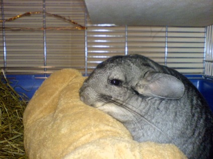 Grave greșite în conținutul chinchillas - 8 februarie 2015 - blog pentru fanii chinchillas - Shushkin House