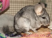 Grave greșite în conținutul chinchillas - 8 februarie 2015 - blog pentru fanii chinchillas - Shushkin House