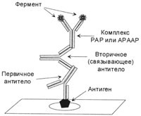 Metode imunohistochimice de cercetare, autor seleznev a