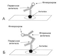 Metode imunohistochimice de cercetare, autor seleznev a