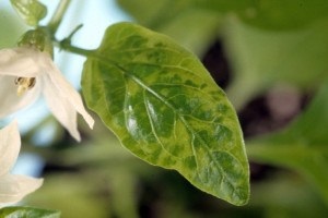 Bolile infecțioase ale ardeiului în seră - partea întâi - bolile bacteriene și virale