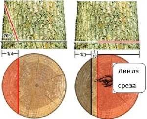 Instrucțiuni pentru autoguvernarea copacilor în pădure