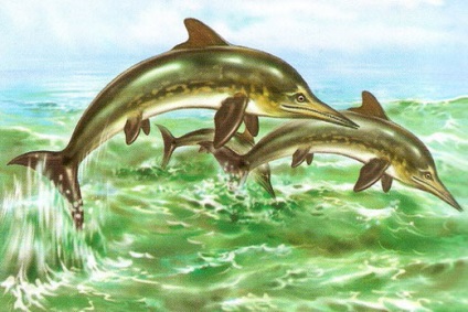 Ichthyosaurus, poze