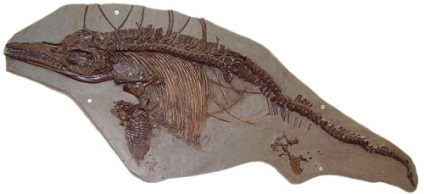 Ichthyosaurus este un dinozaur acvatic