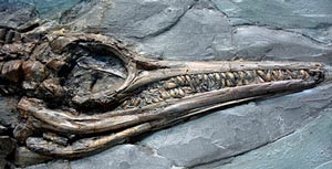 Ichthyosaurus este un dinozaur acvatic