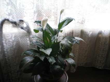 Cum de a obține spathiphyllum abundent de înflorire, ce fel de flori pentru această floare, spathiphyllum