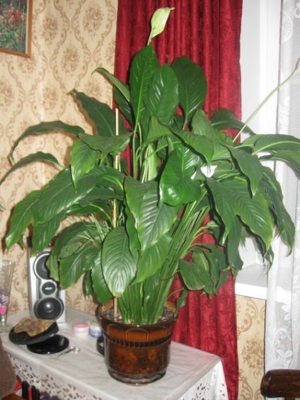 Cum de a obține spathiphyllum abundent de înflorire, ce fel de flori pentru această floare, spathiphyllum