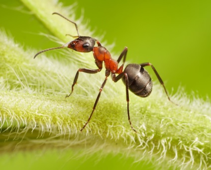 Cum sa scapi de furnici intr-un teren de gradina - lupta cu furnicile