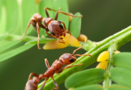 Hogyan lehet megszabadulni a hangyák egy kertben telek - harcok a hangyákkal