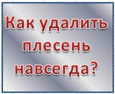 Як позбутися від цвілі назавжди