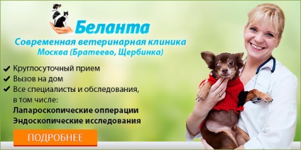 Как да се носят яка котка - блог ветеринари - belanta