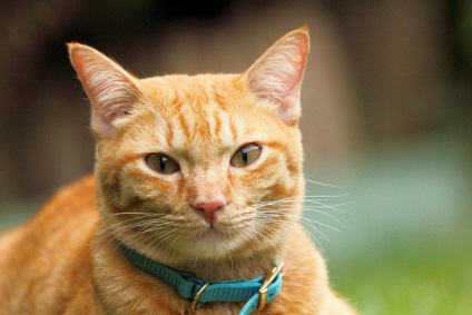 Как да се носят яка котка - блог ветеринари - belanta