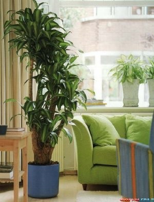 Cum să revigorați ciclamenii, plantele de apartament
