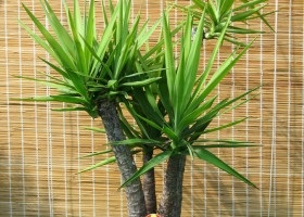 Cum să propagați yucca prin înrădăcinarea și înmulțirea yucca