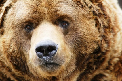 Cum să scăpați de regulile de conduită ale ursului atunci când vă întâlniți cu un urs brun
