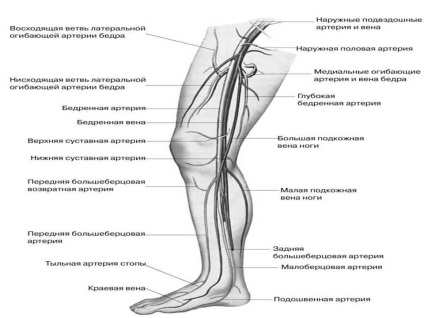 Cum să consolideze vasele de sânge pe picioare și preparate și gimnastică