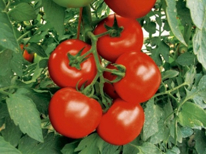 Cum de a accelera maturarea tomatelor