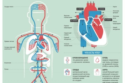 Cum sunt infografice, infografice, argumente și fapte ale sistemului de circulație a sângelui uman