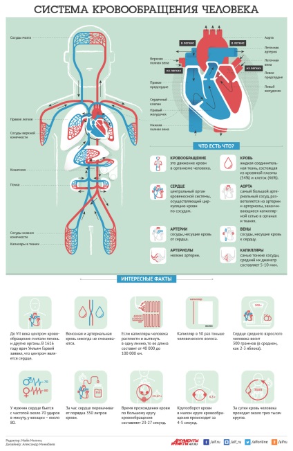 Cum sunt infografice, infografice, argumente și fapte ale sistemului de circulație a sângelui uman