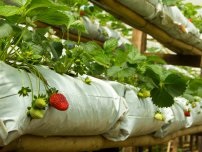 Cum să crească o căpșună în mod vertical, un grădinar (gospodărie)