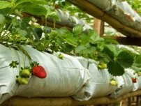 Cum să crească o căpșună în mod vertical, un grădinar (gospodărie)