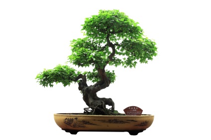 Cum să crești un bonsai, o lume de sfaturi