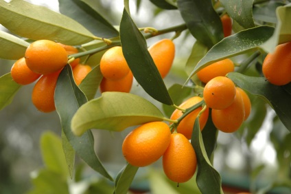 Cum să crești kumquat pe un pervaz