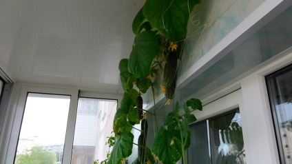 Cum să crească castraveți pe un balcon care crește în sticle de plastic