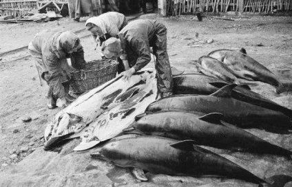 Ca și în URSS după război, delfinii au fost exploatați pentru mâncare