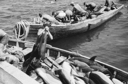 Ca și în URSS după război, delfinii au fost produși pentru alimente