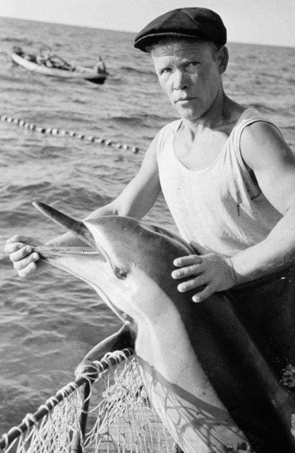 Ca și în URSS după război, delfinii au fost exploatați pentru mâncare