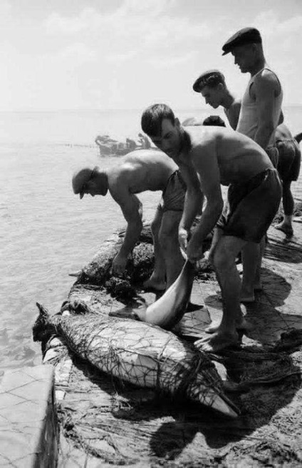 Mint a Szovjetunióban a háború után, a delfinek bányásztak élelmiszertől