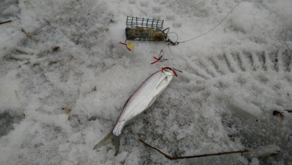 Як я шукав карася, а знайшов мережу, fishbook