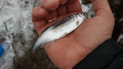 Ahogy keresem a pontyot, de megtaláltam a hálót, a halzsírt