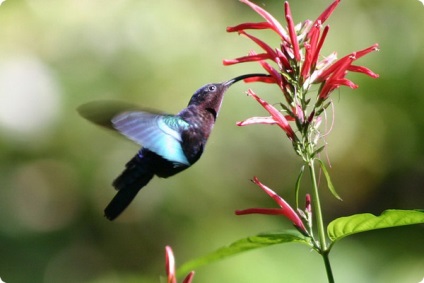 Cum se bea un pui de colibri?